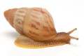 Limicolaria martensiana Mbarara, Uganda light stripes ¨juvenil